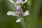 American waterwillow